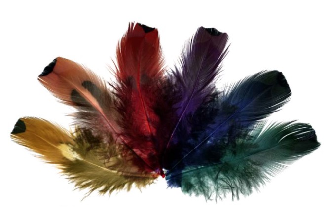 Feathers Pheasant Gold Side - Sale